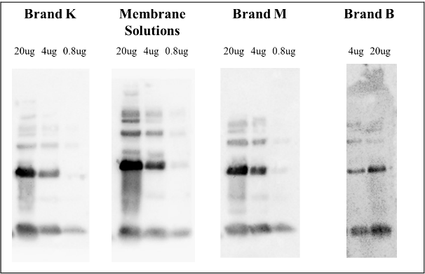 Blotting membrane_Diagncoine.png